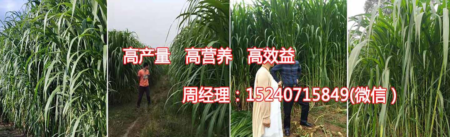 宾阳巨菌草科技推广服务基地