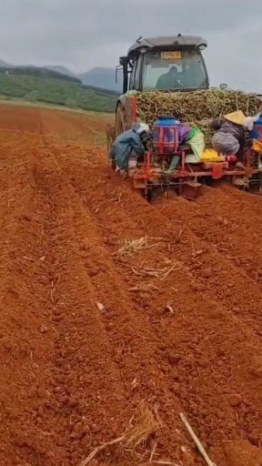 巨菌草适合在哪些地区种植？