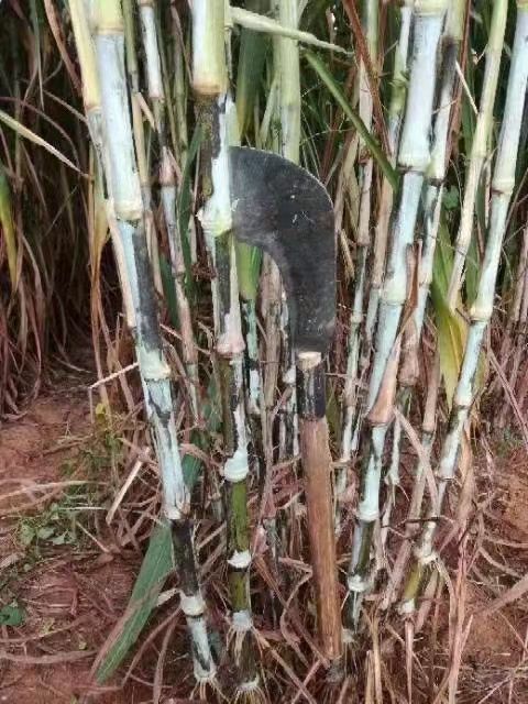 巨菌草种子有没有种子