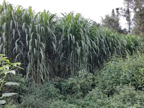 巨菌草与普通牧草营养价值对比