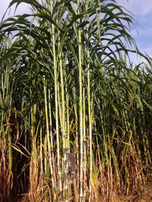 巨菌草营养价值