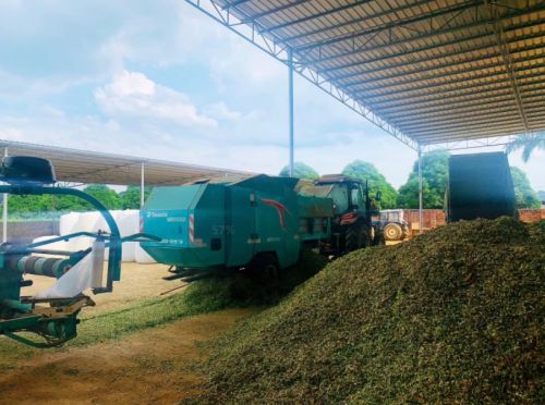 巨菌草撑起郧西百亿梦想