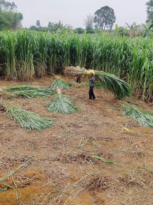 巨菌草种植成本