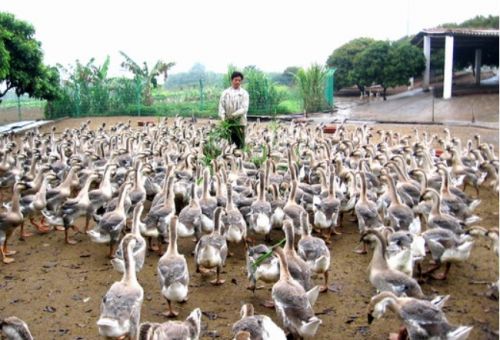 巨菌草养鹅的更佳收割时间和留茬高度