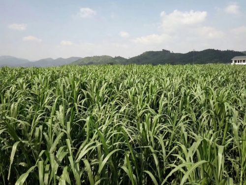 巨菌草养鹅的收割频率是多少？