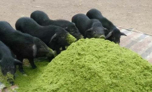巨菌草养猪